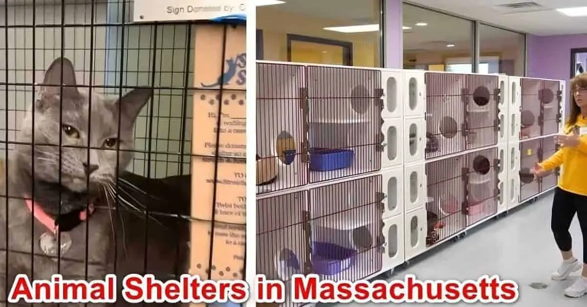 Animal Shelters in Massachusetts