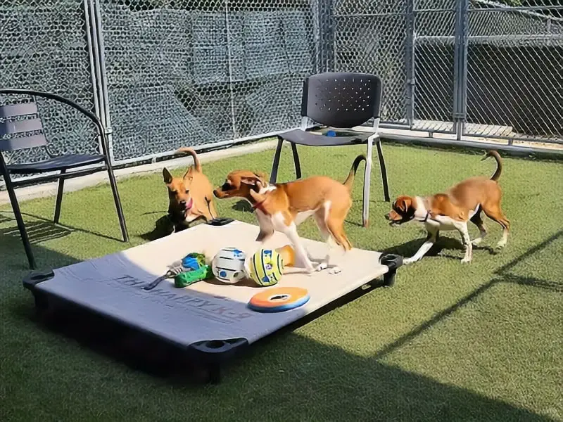 Buddy Dog Humane Society Inc