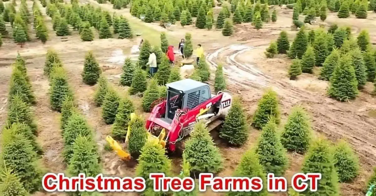 Christmas Tree farms in CT