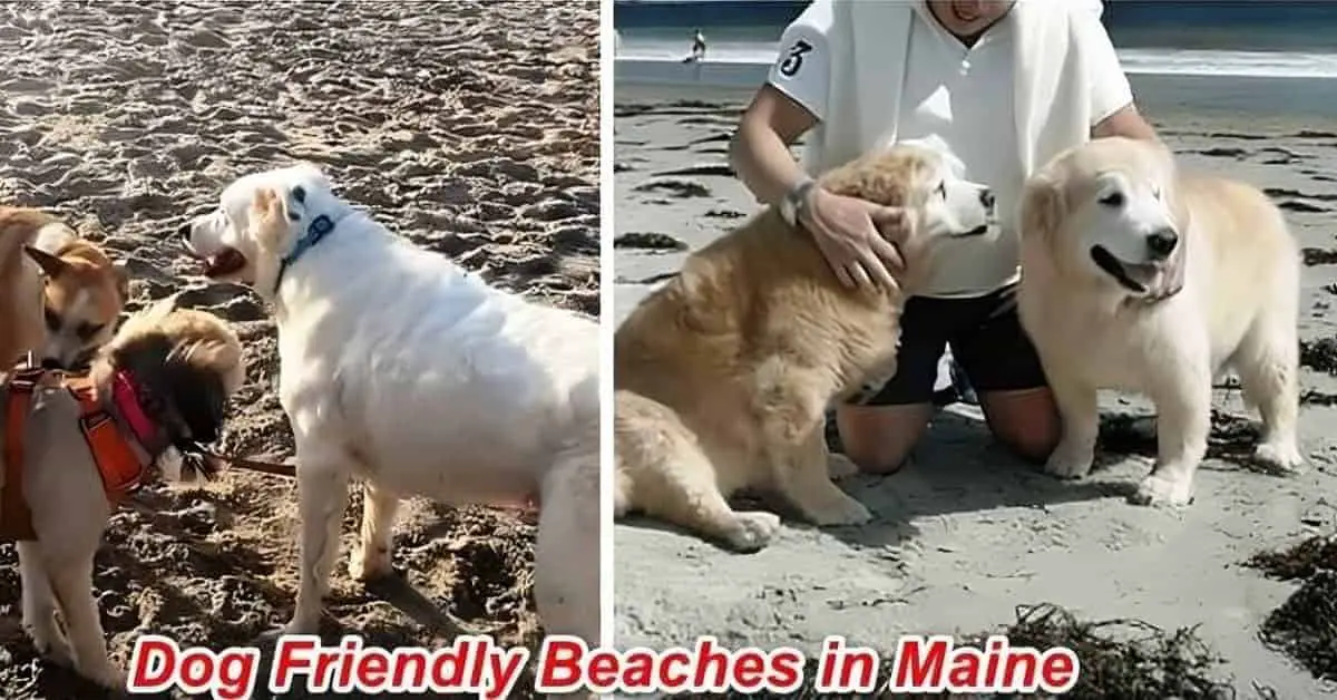 Dog Friendly Beaches in Maine