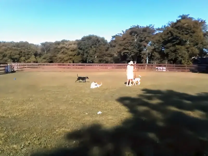 Lighthouse Animal Shelter