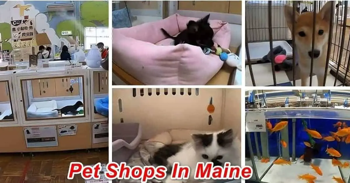 Pet Stores In Maine