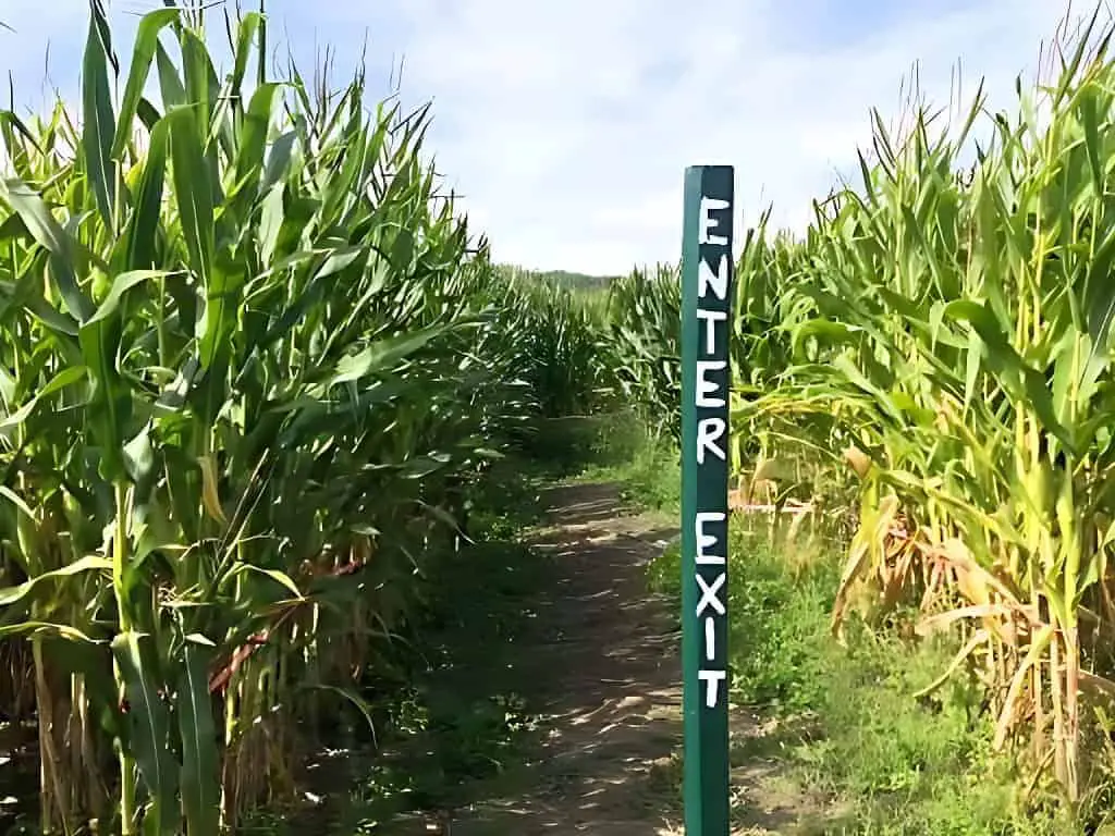 Ricker Hill Orchards Corn Maze