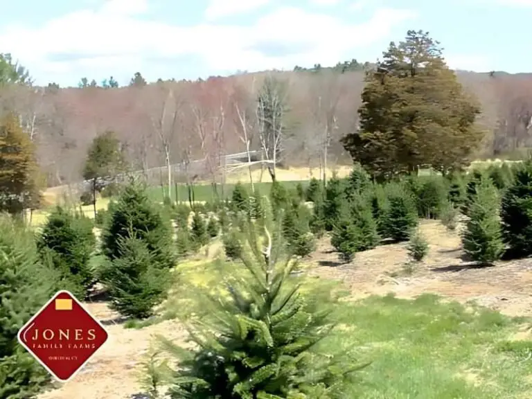 Best pick you own christmas tree farm conn
