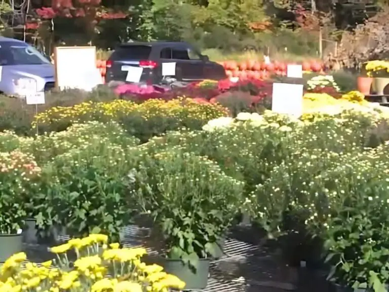 16 Best Garden Centers And Nurseries In Maine 2024