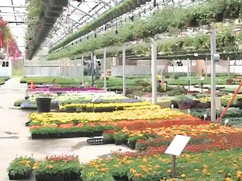 Longfellow's Greenhouses at Manchester