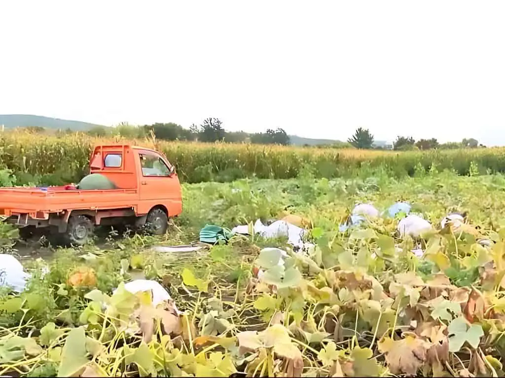 Whitcomb's Land of Pumpkins and Corn Maze