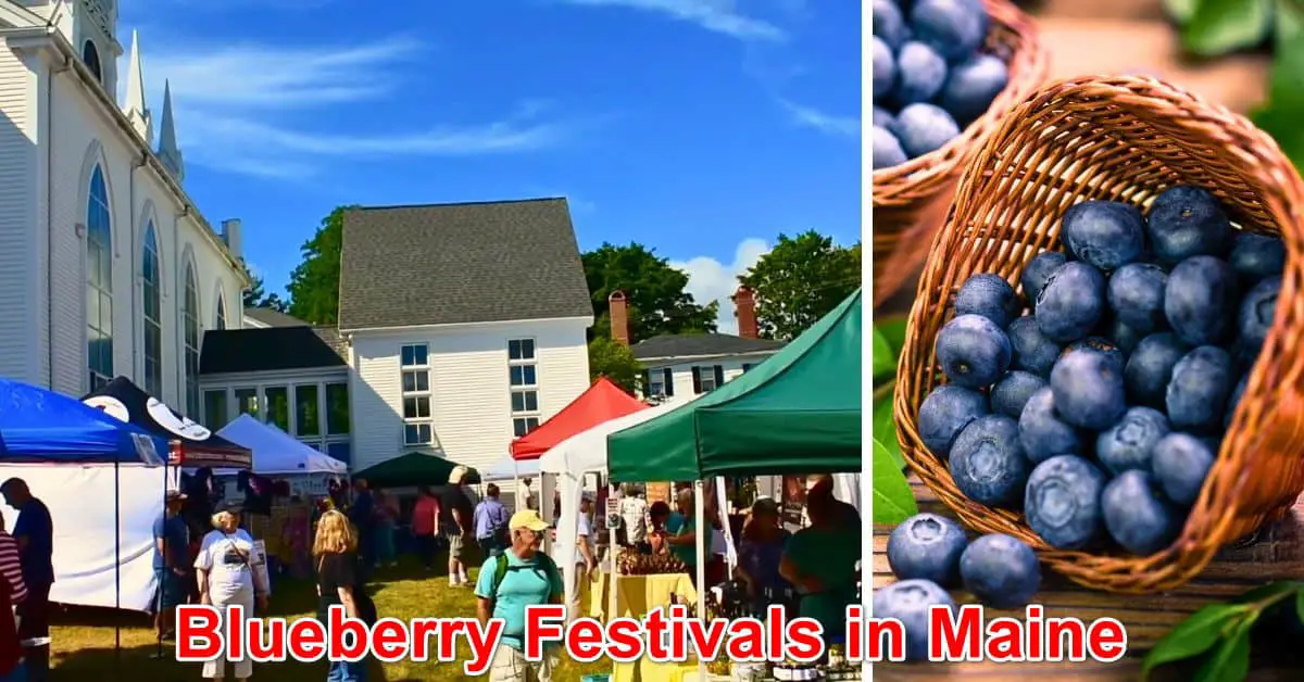 Blueberry Festivals in Maine