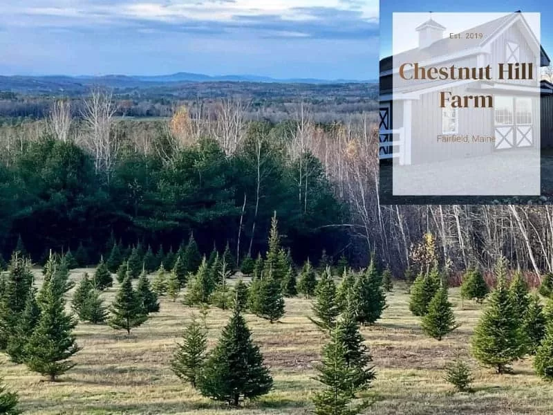 Chestnut Hill Tree Farm, Fairfield, Maine