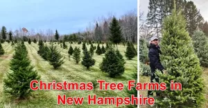 Christmas Tree Farm in New Hampshire