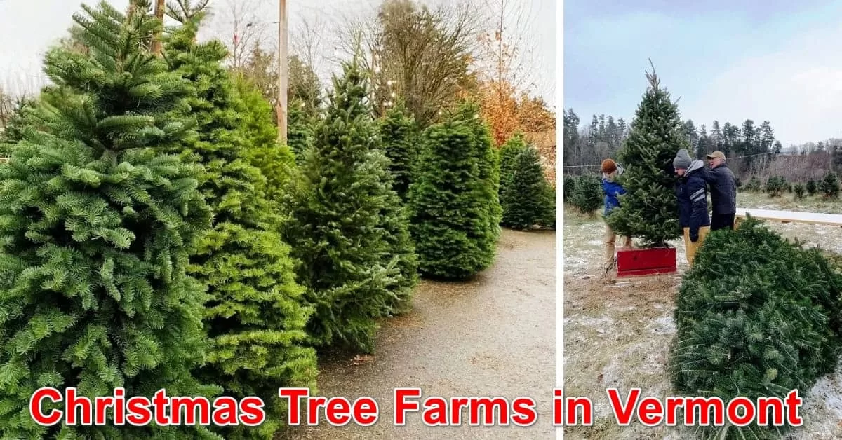 Christmas Tree farms in Vermont