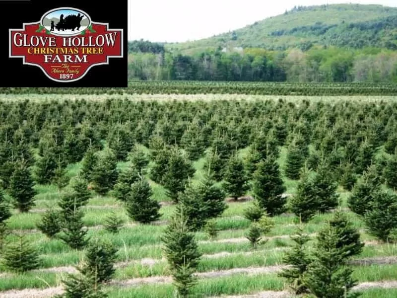 Glove Hollow Christmas Tree Farm, Plymouth, NH