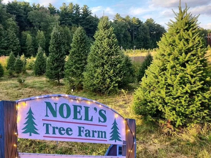 Noel's Tree Farm in New Hampshire