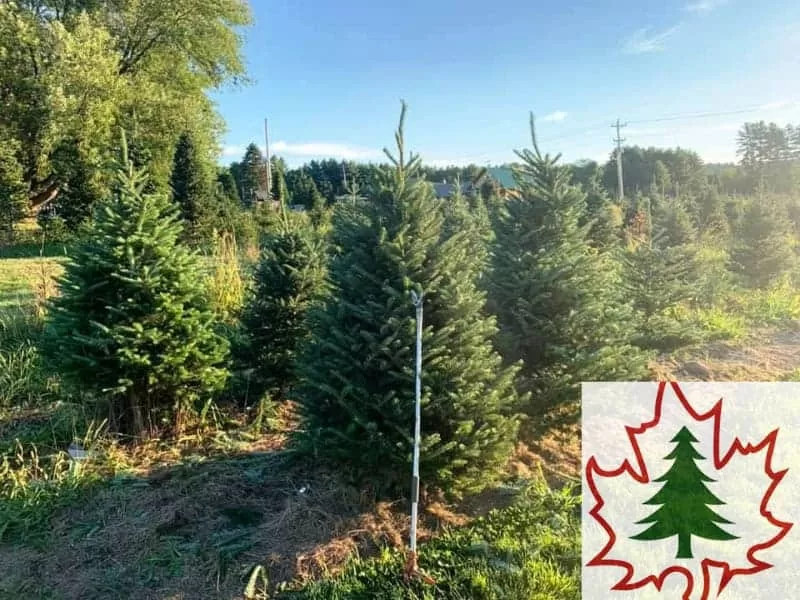 Paine's Christmas Trees - Morrisville, VT