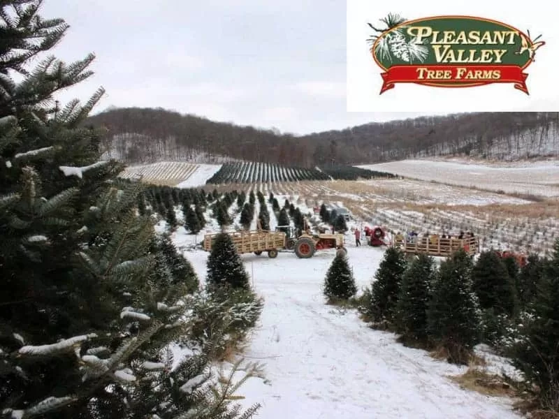 Pleasant Valley Tree Farm - Bennington, VT