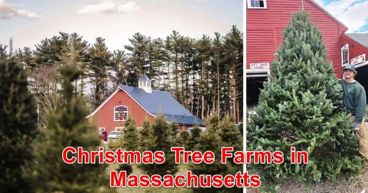 Christmas Tree Farms in Massachusetts