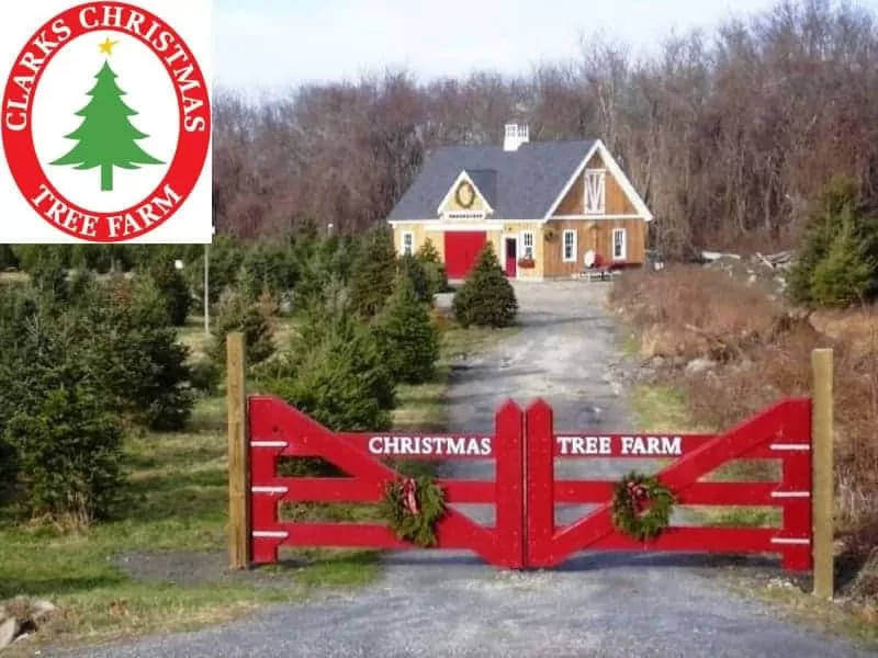 Clark's Christmas Tree Farm, RI
