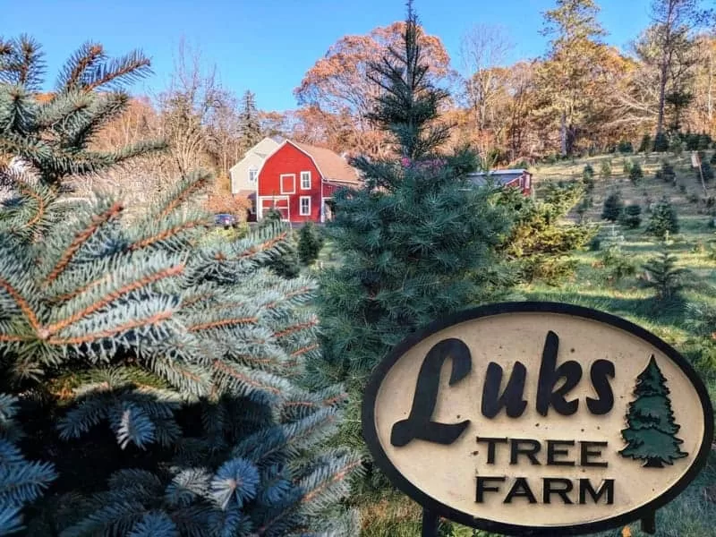 Luks Tree Farm  - Auburn, MA