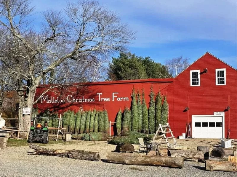 Mistletoe Christmas Tree Farm - Stow, MA