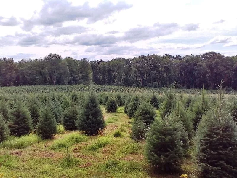 Wood Street Christmas Trees - Groveland, MA