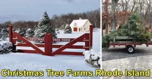 Christmas Tree Farms In Rhode Island