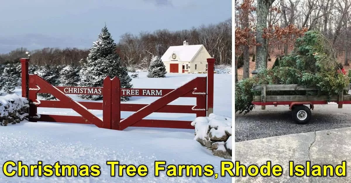 Christmas Tree Farms In Rhode Island
